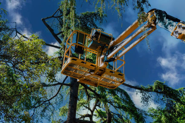 Trusted Carnot Moon, PA  Tree Services Experts