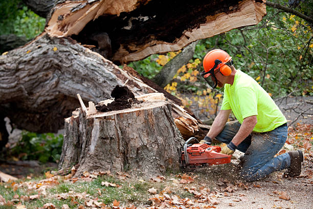 Best Tree Preservation Services  in Carnot Moon, PA