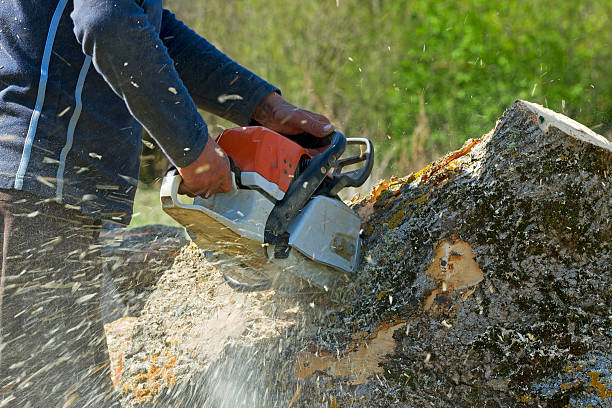 Why Choose Our Tree Removal Services in Carnot Moon, PA?